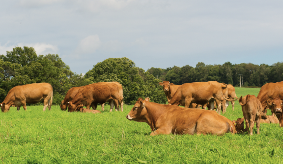 [한우] 외식 대신 해외여행 수요 증가&hellip;가정의 달에도 한우 소비 주춤