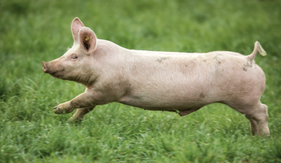 [양돈] 축사용 에어컨, 잘못 선택하면 큰 낭패
